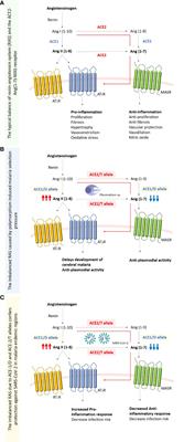 The striking mimics between COVID-19 and malaria: A review